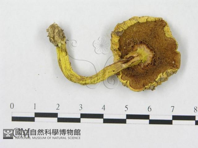 登錄號:F0003495藏品圖，第3張