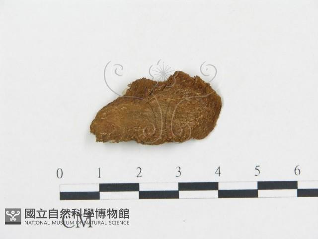 登錄號:F0013495藏品圖，第3張