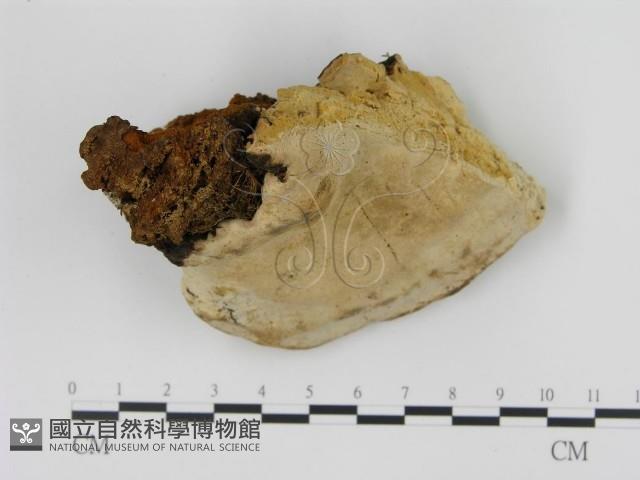 松生擬層孔菌藏品圖，第1張