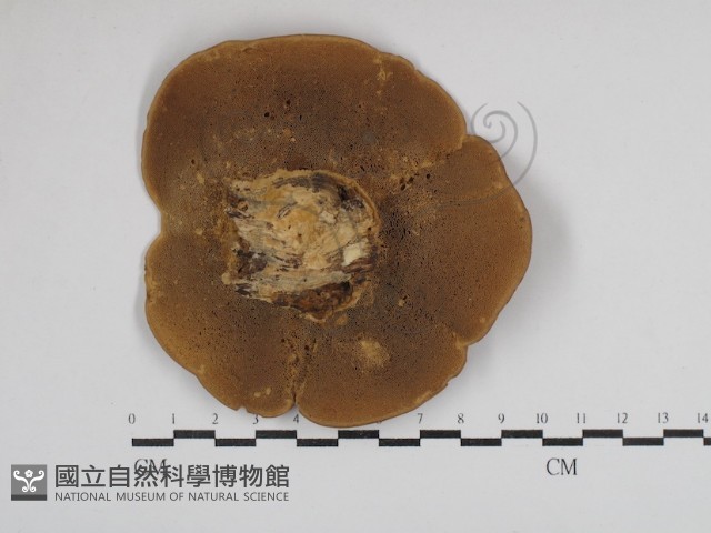 登錄號:F0030795藏品圖，第3張