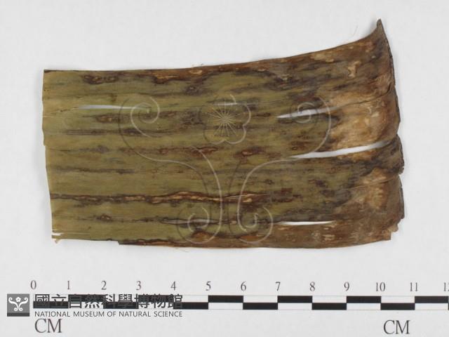 登錄號:F0026795藏品圖，第1張