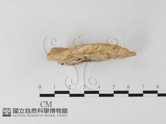 登錄號:F0006795藏品圖，第3張