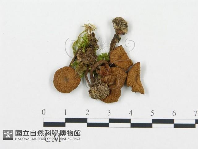 杯傘屬藏品圖，第3張