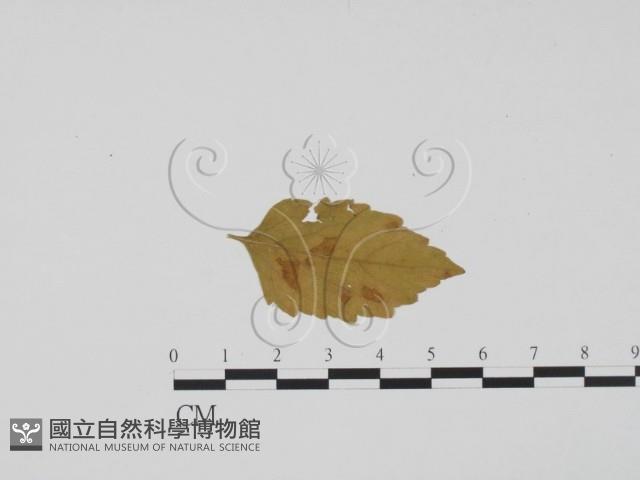 登錄號:F0011795藏品圖，第3張