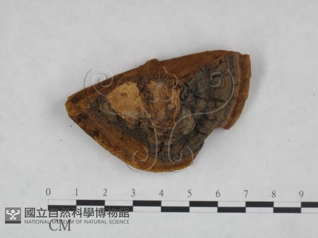 桑黃藏品圖，第3張