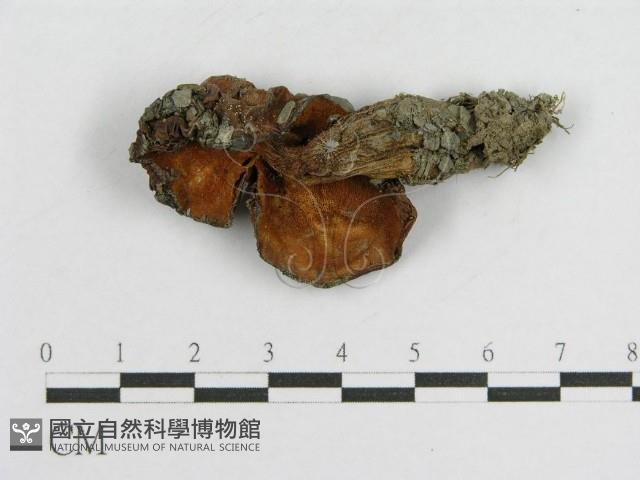 登錄號:F0004795藏品圖，第3張