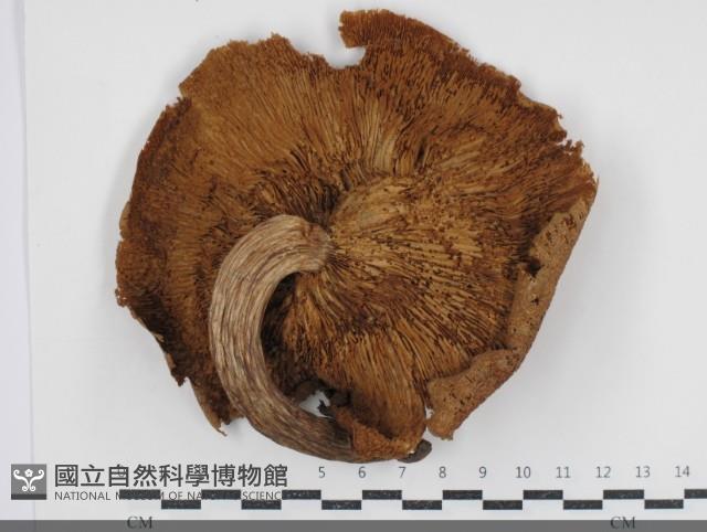 Accession Number:F0034795 Collection Image, Figure 3, Total 3 Figures