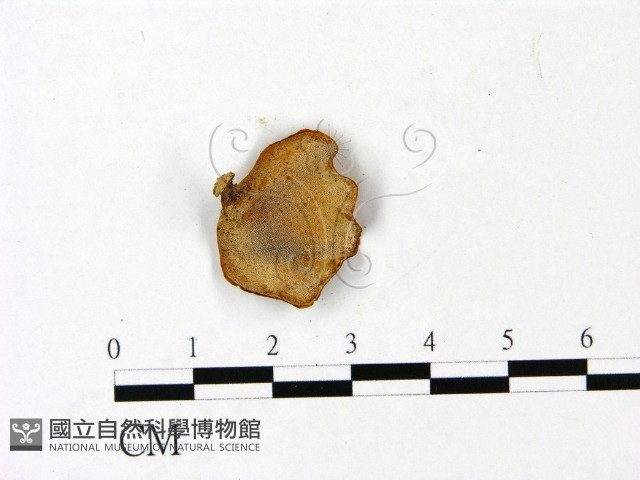 登錄號:F0022795藏品圖，第3張