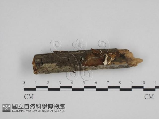 絲齒菌屬藏品圖，第3張