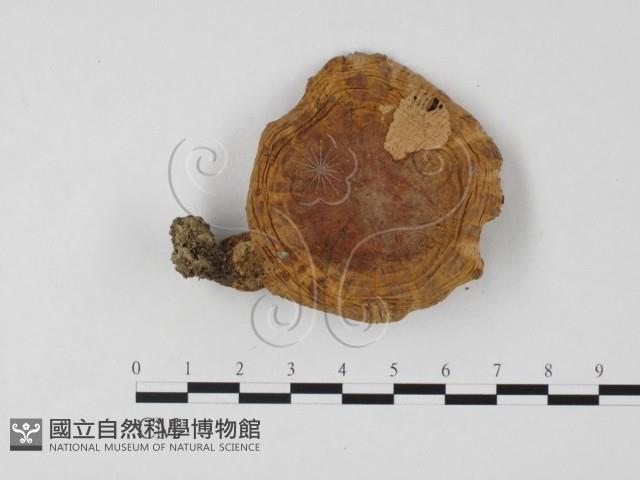 登錄號:F0025795藏品圖，第3張