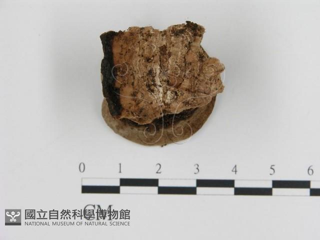 登錄號:F0005795藏品圖，第3張