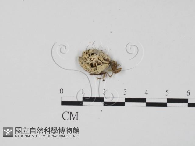 登錄號:F0009795藏品圖，第3張
