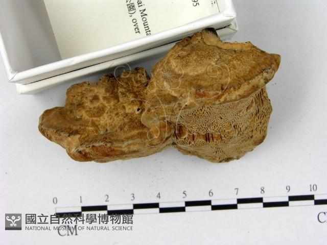 登錄號:F0019795藏品圖，第3張