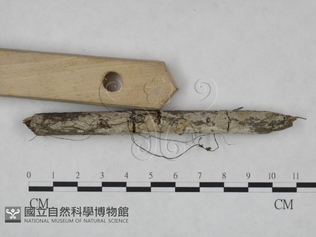 冇骨消絲齒菌藏品圖，第3張