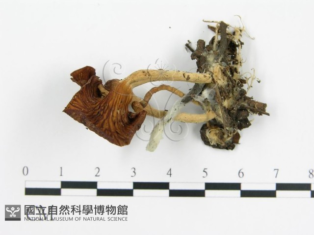 雞油菌屬藏品圖，第3張