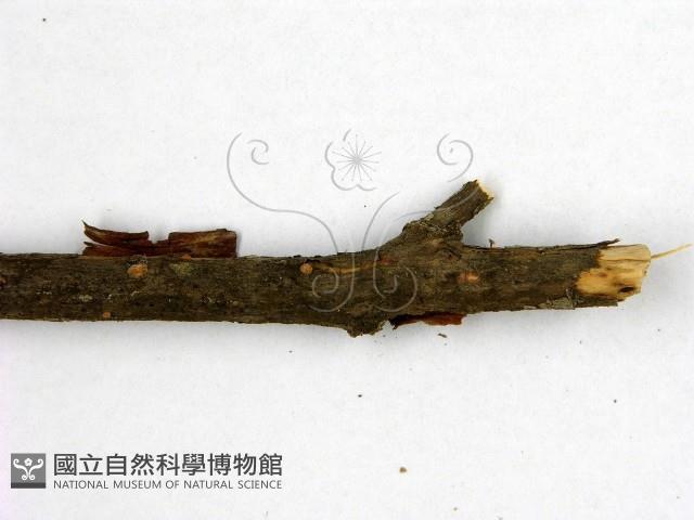 花耳屬藏品圖，第3張