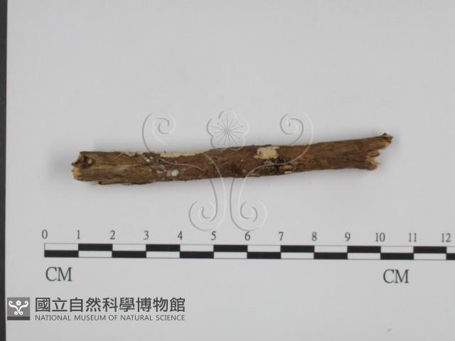 登錄號:F0008595藏品圖，第3張