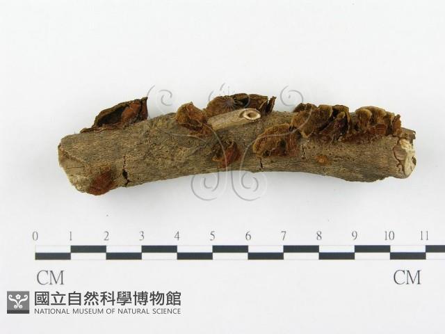 登錄號:F0010595藏品圖，第3張