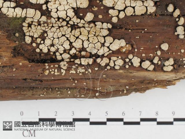 登錄號:F0026595藏品圖，第3張