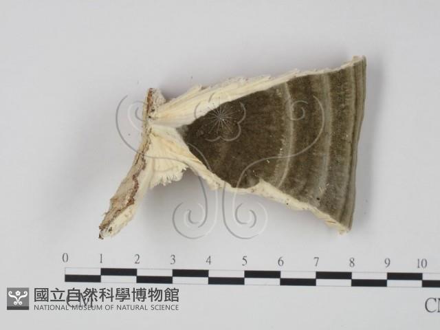 偏腫栓菌藏品圖，第3張