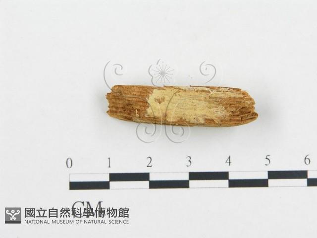 登錄號:F0016595藏品圖，第3張