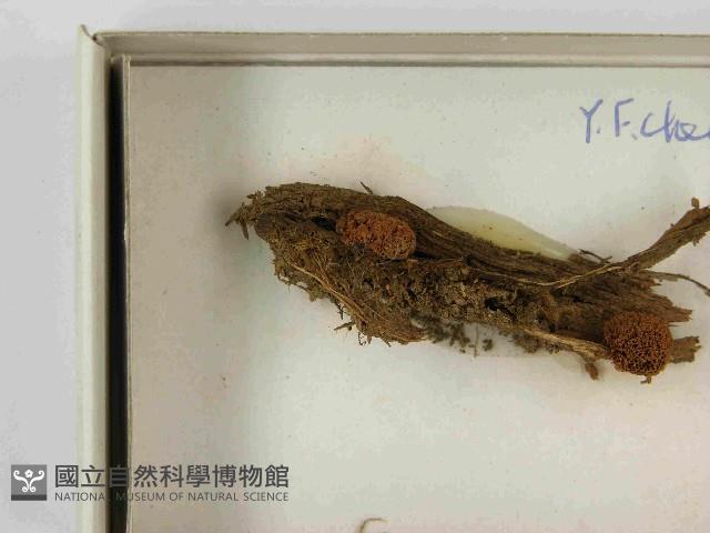 登錄號:F0021595藏品圖，第3張