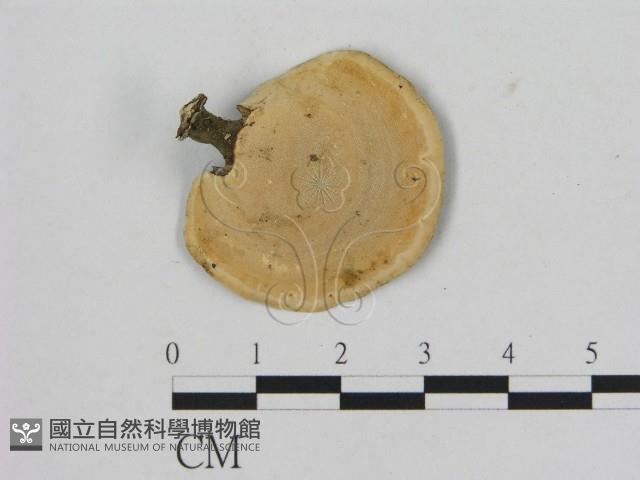 相鄰小孔菌藏品圖，第3張