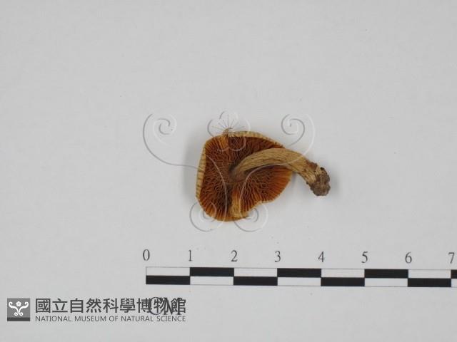 登錄號:F0024595藏品圖，第3張