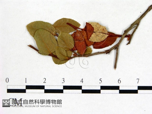 登錄號:F0004595藏品圖，第3張