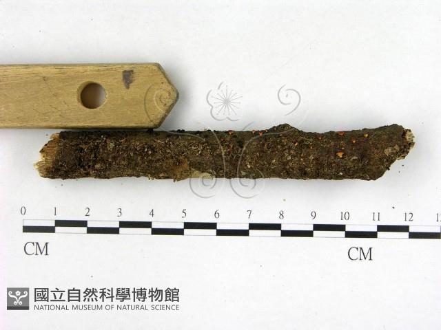 登錄號:F0022595藏品圖，第3張