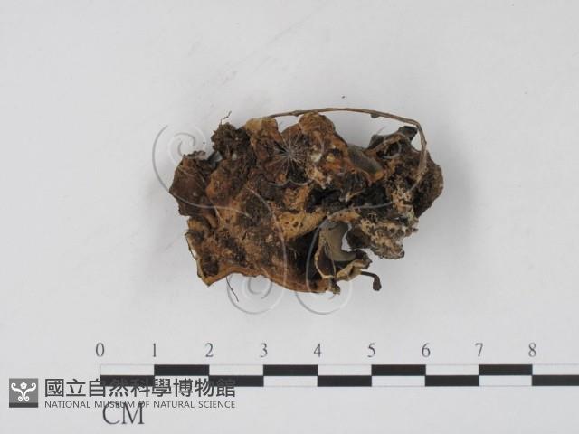 登錄號:F0002595藏品圖，第3張