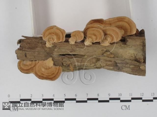 登錄號:F0012595藏品圖，第3張