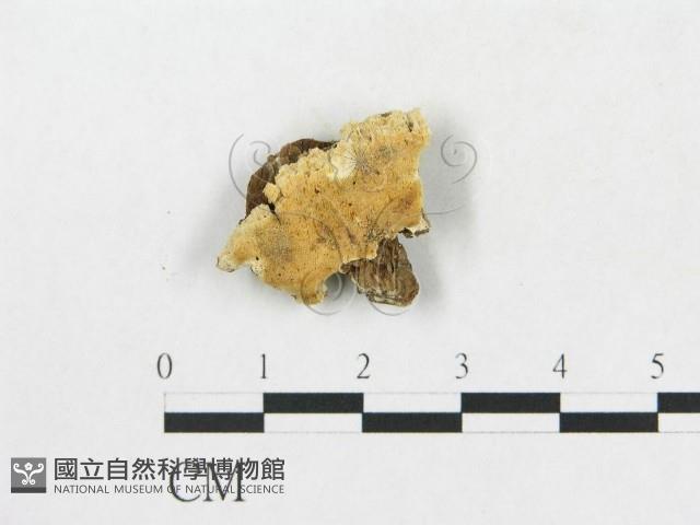 登錄號:F0017595藏品圖，第1張