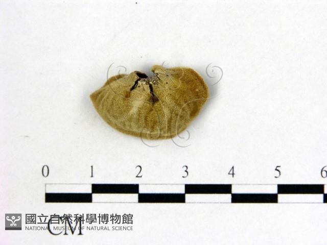 毛木耳藏品圖，第3張