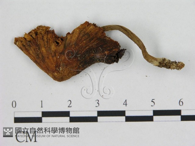 登錄號:F0015595藏品圖，第3張