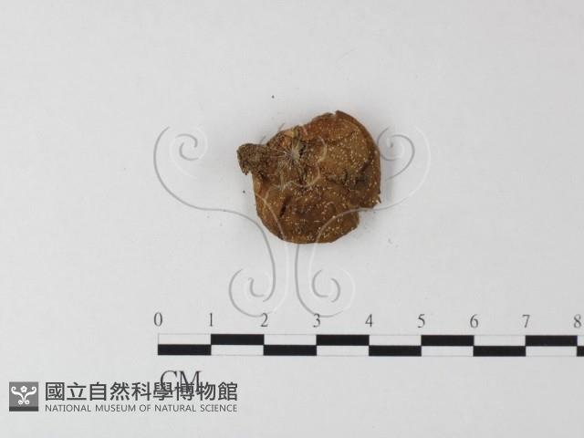 登錄號:F0023595藏品圖，第3張