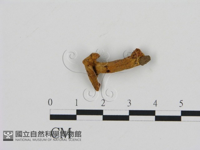 齒菌屬藏品圖，第3張