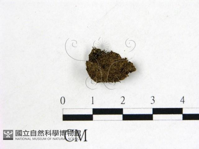 登錄號:F0000195藏品圖，第3張