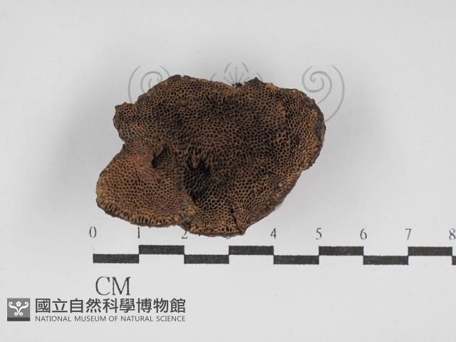 煙管菌藏品圖，第3張