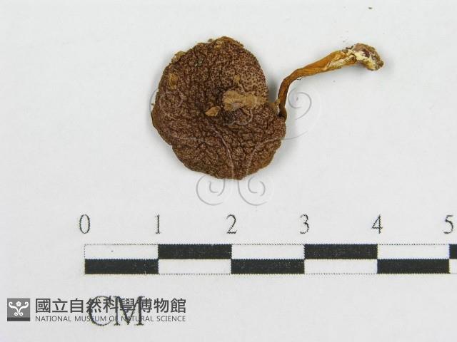 登錄號:F0016195藏品圖，第3張