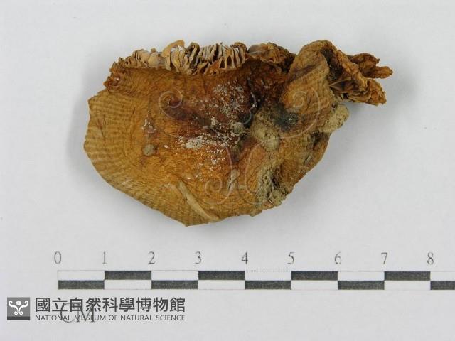 登錄號:F0011195藏品圖，第3張