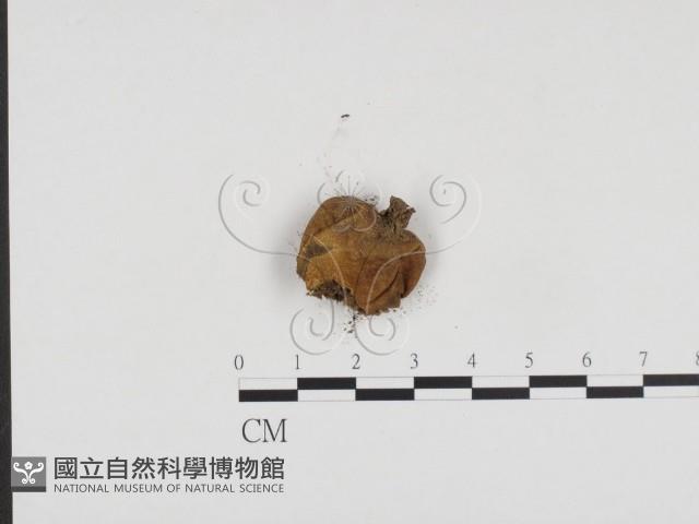 登錄號:F0024195藏品圖，第3張