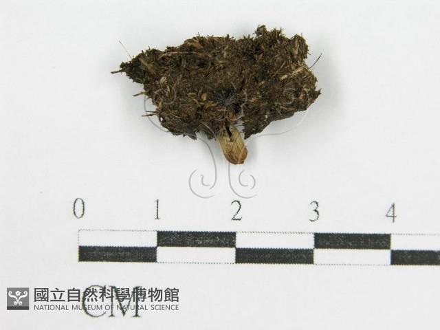 鬼傘屬藏品圖，第3張