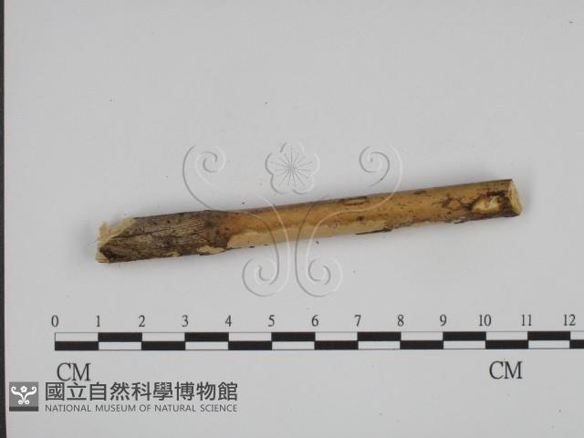 登錄號:F0022195藏品圖，第3張