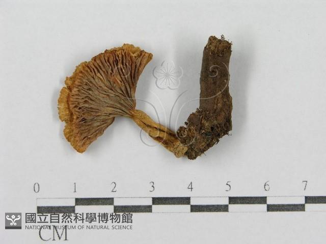 紅菇屬藏品圖，第3張