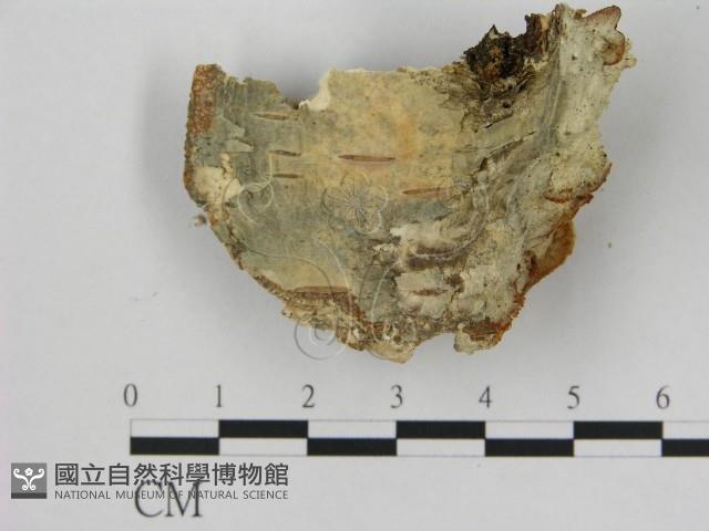 登錄號:F0007195藏品圖，第3張