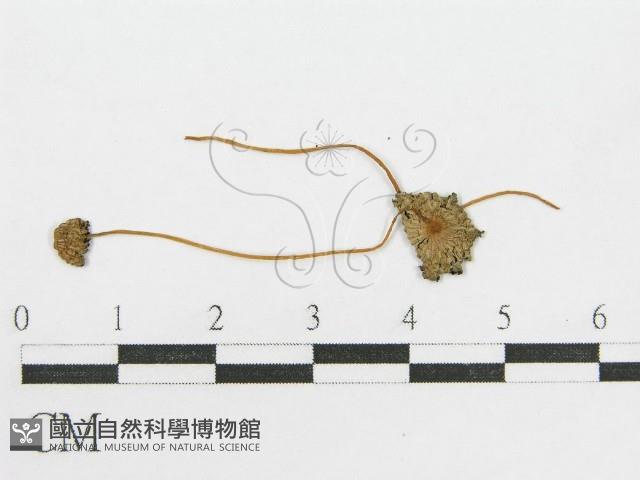 登錄號:F0005195藏品圖，第3張