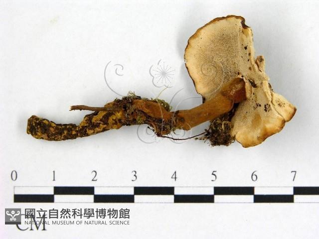 假芝屬藏品圖，第3張