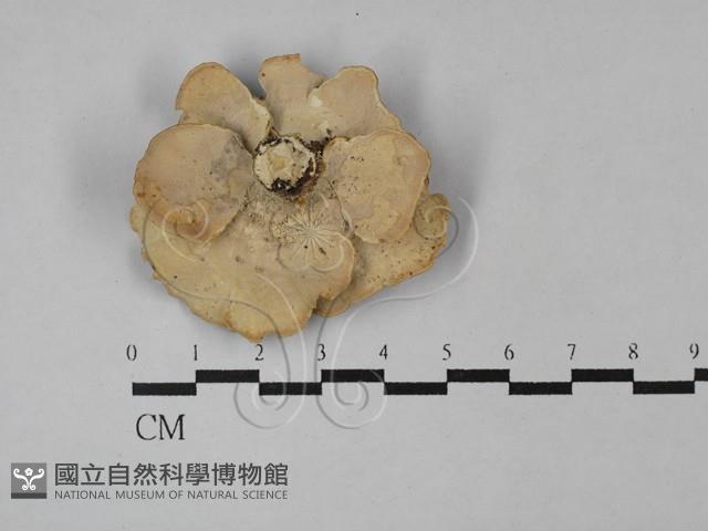 相鄰小孔菌藏品圖，第3張