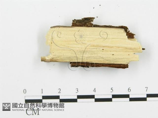 登錄號:F0009195藏品圖，第3張